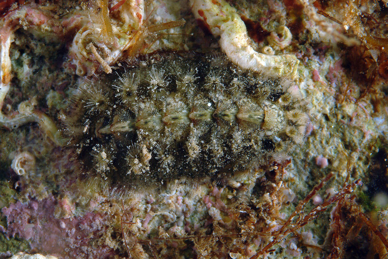 Acanthochitona fascicularis